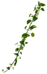 Vine / Climbing plant - green leaves of hanging Epipremnum aureum / Araceae bush isolated on transparent a background - nature - forest - tropical jungle element - video compositing footage - 674622465
