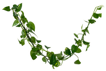 Vine / Climbing plant - green leaves of hanging Epipremnum aureum / Araceae bush isolated on transparent a background - nature - forest - tropical jungle element - video compositing footage - 674622467