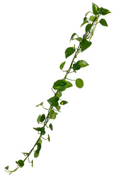 Vine / Climbing plant - green leaves of hanging Epipremnum aureum / Araceae bush isolated on transparent a background - nature - forest - tropical jungle element - video compositing footage