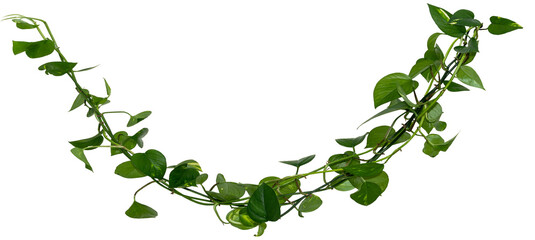 Vine / Climbing plant - green leaves of hanging Epipremnum aureum / Araceae bush isolated on transparent a background - nature - forest - tropical jungle element - video compositing footage - 674622665