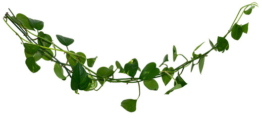 Vine / Climbing plant - green leaves of hanging Epipremnum aureum / Araceae bush isolated on transparent a background - nature - forest - tropical jungle element - video compositing footage - 674623047