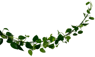 Vine / Climbing plant - green leaves of hanging Epipremnum aureum / Araceae bush isolated on transparent a background - nature - forest - tropical jungle element - video compositing footage - 674623051