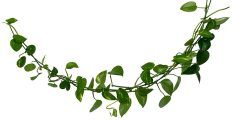 Vine / Climbing plant - green leaves of hanging Epipremnum aureum / Araceae bush isolated on transparent a background - nature - forest - tropical jungle element - video compositing footage - obrazy, fototapety, plakaty