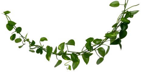 Foto op Plexiglas Vine / Climbing plant - green leaves of hanging Epipremnum aureum / Araceae bush isolated on transparent a background - nature - forest - tropical jungle element - video compositing footage © 39