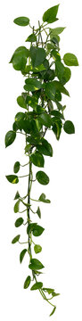 Vine / Climbing plant - green leaves of hanging Epipremnum aureum / Araceae bush isolated on transparent a background - nature - forest - tropical jungle element - video compositing footage