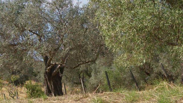 Calabria countryside with secular olive tree