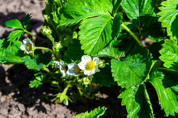 Photography on theme beautiful berry branch strawberry bush with natural leaves