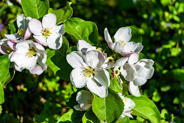 Photography on theme beautiful fruit branch apple tree with natural leaves under clean sky