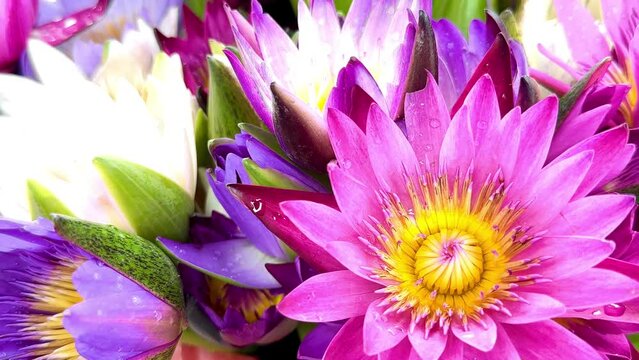 4K beautiful colored lotus flowers nature blackground	