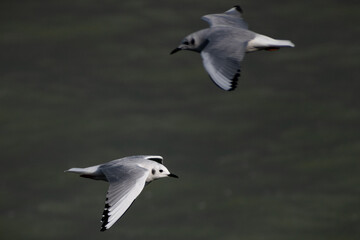 Fototapeta na wymiar Bonaparte's Gulls (Chroicocephalus philadelphia) Flying over Lake Erie