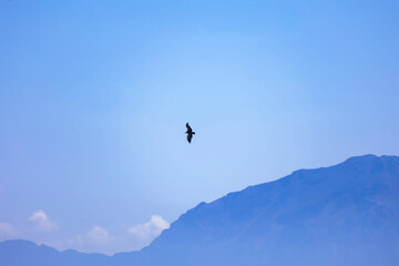 silueta cuervo