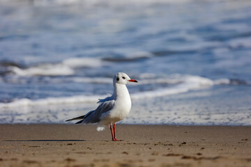 gaviota posada