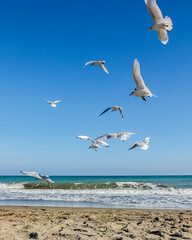 Fototapeta premium LOCAS GAVIOTAS