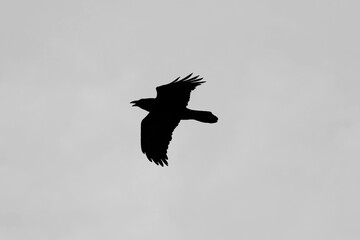 SILUETA CUERVO 1