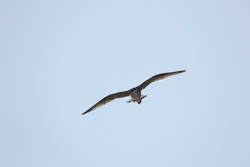 GAVIOTA 2