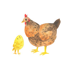 Watercolor illustration of farm animals. Cartoon drawing of hen and chick