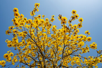 blooming Guayacan or Handroanthus chrysanthus or Golden Bell Tree horizontal composition