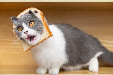 a cut british shorthair cat with slice of bread on the head