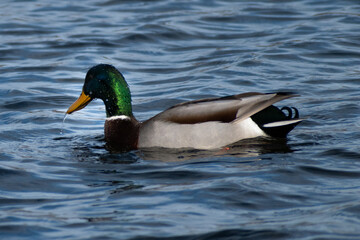 Male Mallard Duck (Anas platyrhynchos) with Water Running off Beak