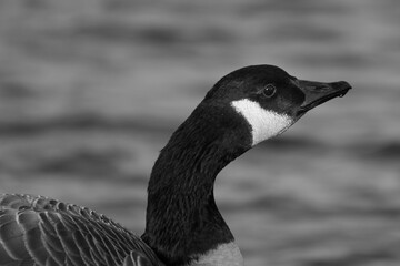 Black and White Photo of Canada Goose (Branta canadensis) by Lake