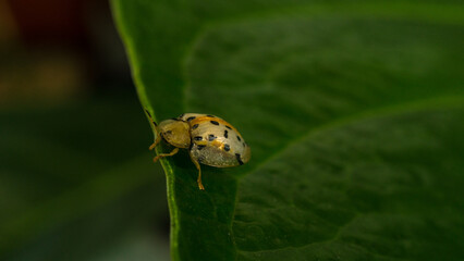 an eye-catching and cute golden ladybug, sitting on a leaf