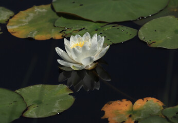 white water lily with reflection
