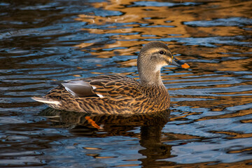 A Female Mallard Duck (Anas platyrhynchos) Swimming in Lake