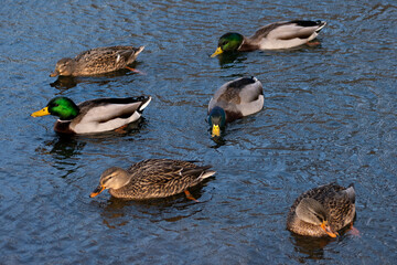 Flock of Six Mallard Ducks (Anas platyrhynchos) in Lake