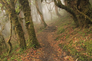 Trail leading trough a rhododendron rain forest in Nepal
