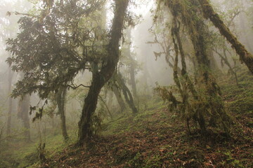 Fairy tale like rhododendron rain forest in Nepal