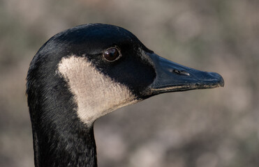 Obraz premium Close Up of Canada Goose (Branta canadensis) Face