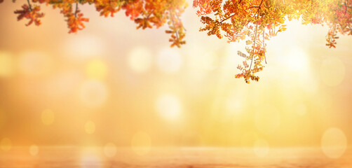 Naklejka na ściany i meble autumn fallen leaves landscape with yellow trees and sun 