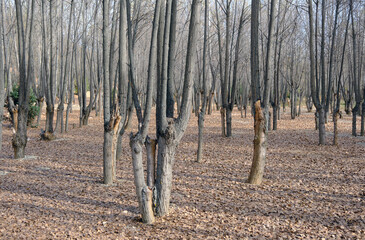 Poplar grove in autumn. Black poplar trees pattern. Dense trees with lost leaves.