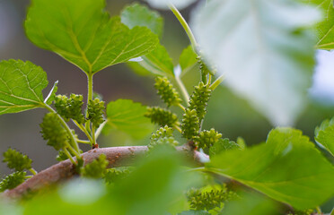 Unripe green mulberries on a mulberry