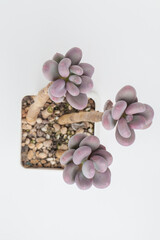 Succulent Pachyphytum Blue Haze houseplant top view. Purple color flower rosette bouquet arrangement. Blossom home decor design