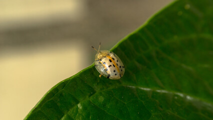 an eye-catching and cute golden ladybug, sitting on a leaf