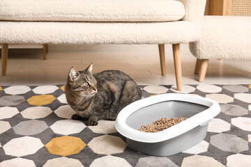 Cute cat with litter box in living room - obrazy, fototapety, plakaty