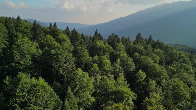 A huge wild forest filmed from the drone in sunny weather. Picturesque places far from urban civilization. The beauty of the coniferous forest in the Carpathian mountains