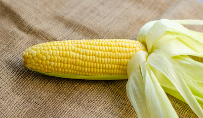 Single sweet corn cob on brown sackcloth background. side view