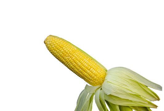 Single corn cob on transparent background