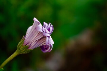 incluso la flor mas hermosa se marchita