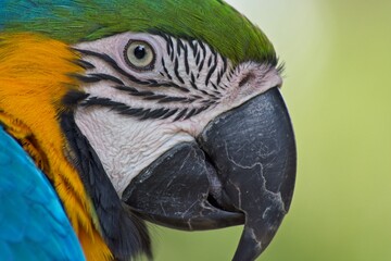 Close up portrait of a Blue-and-Yellow Macaw, parrot