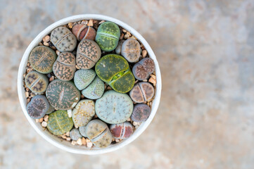 Group of Lithops planting in plastic pot. Lithops is interesting plants from southern Africa and...