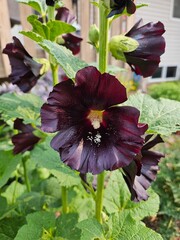 Closeup of a dark almost black colored hollyhock flower in bloom on a plant with green leaves.
