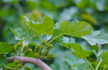 Unripe green mulberries on a mulberry