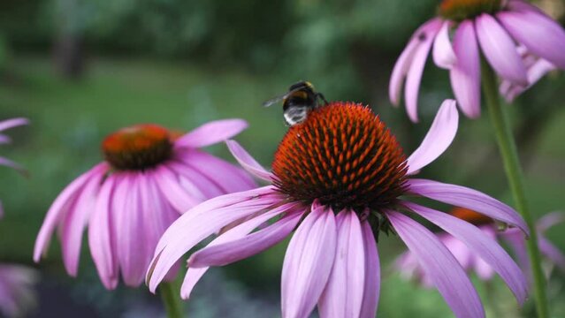 Experience nature's enchanting beauty in a closeup as bumblebees collect nectar from vibrant Echinacea flowers, revealing the intricate relationship between pollinators and blooms.