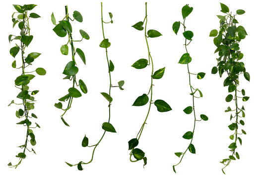 set of Vine / Climbing plants - green leaves of hanging Epipremnum aureum / Araceae bush isolated - nature - forest - tropical jungle element - video compositing footage