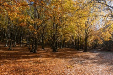 Naklejka premium Monte Livata - Campo dell'Osso - Suibiaco - Roma - Lazio. Parco Regionale dei Monti Simbruini