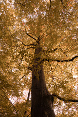 Look of the tree crown from below in orange colors during late summer and early autumn.