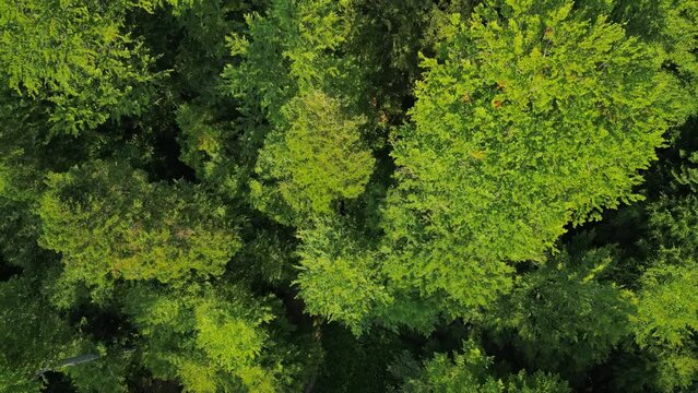 A huge wild forest filmed from the drone in sunny weather. Picturesque places far from urban civilization. The beauty of the coniferous forest in the Carpathian mountains